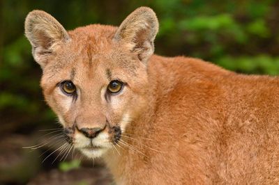 MT - Mountain Lion 3.jpg