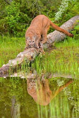 MT - Mountain Lion 4.jpg
