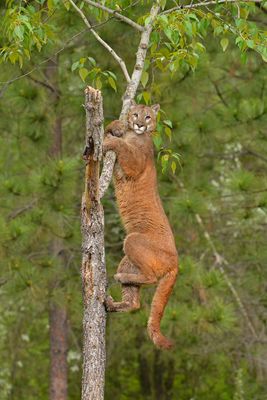 MT - Mountain Lion 5.jpg