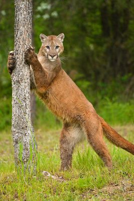 MT - Mountain Lion 6.jpg