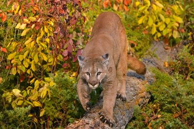 MT - Mountain Lion 7.jpg