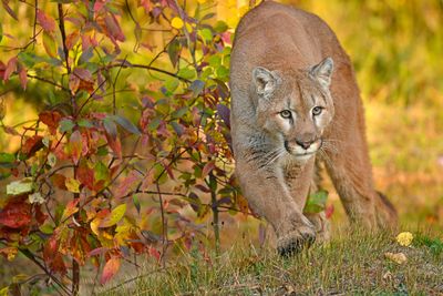 MT - Mountain Lion 8.jpg