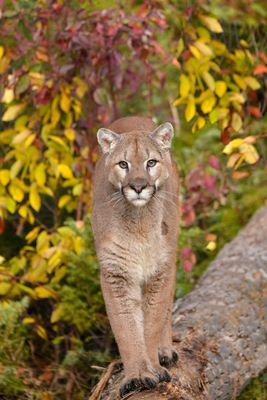 MT - Mountain Lion 9.jpg