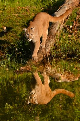 MT - Mountain Lion 10.jpg