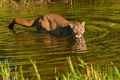MT - Mountain Lion 11.jpg