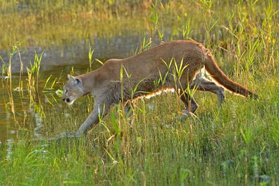 MT - Mountain Lion 13.jpg