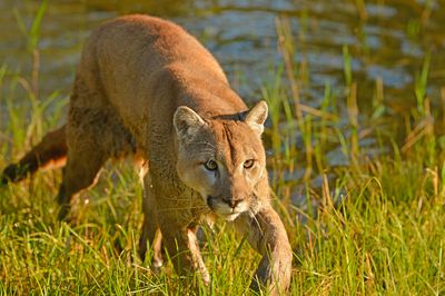 MT - Mountain Lion 14.jpg