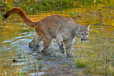 MT - Mountain Lion 15.jpg