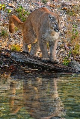 MT - Mountain Lion 16.jpg