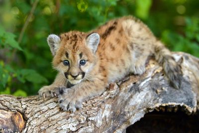 MT - Mountain Lion Cub.jpg