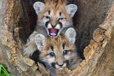 MT - Mountain Lion Cubs 1.jpg