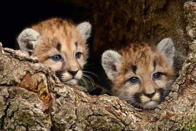 MT - Mountain Lion Cubs 2.jpg