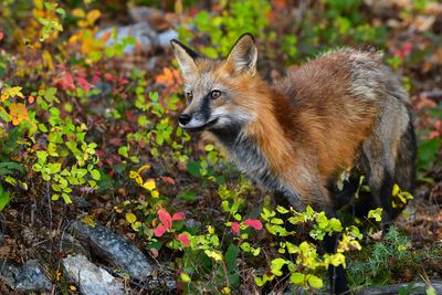 MT - Red Fox 1.jpg
