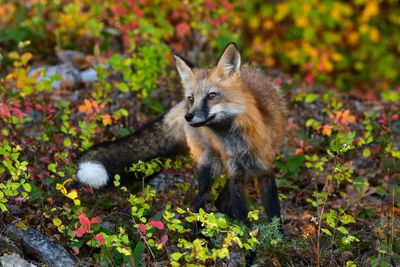 MT - Red Fox 2.jpg