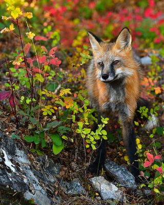 MT - Red Fox 3.jpg