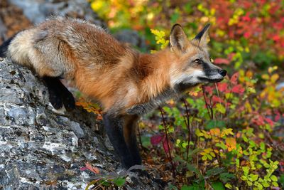 MT - Red Fox 4.jpg