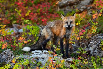 MT - Red Fox 5.jpg