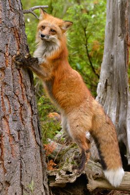 MT - Red Fox 6.jpg