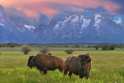 WY - Bison Grand Teton NP 1.jpg