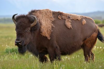 WY - Bison Grand Teton NP 2.jpg