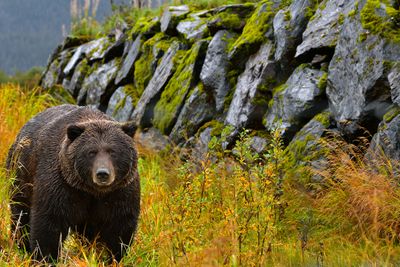 Wildlife - Canada and Alaska, 2022