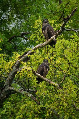 AK - Bald Eagle Juveniles Kenai River.jpg