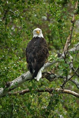 AK - Bald Eagle Kenai River 1.jpg