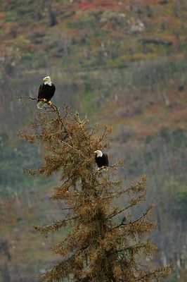 AK - Bald Eagles Kenai River.jpg