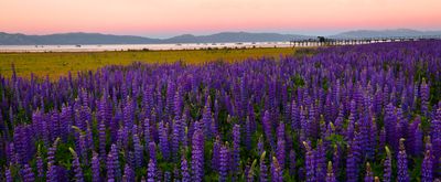 CA - Lake Tahoe Lupine Evening Panoramic 1.jpg