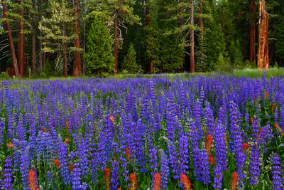 CA - Lake Tahoe Lupine Forest.jpg