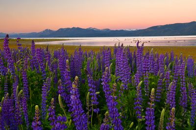 CA - Lake Tahoe Lupine Morning 1.jpg