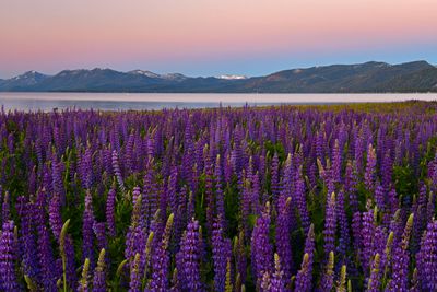 CA - Lake Tahoe Lupine Morning 2.jpg