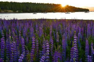 CA - Lake Tahoe Lupine Sunflare.jpg