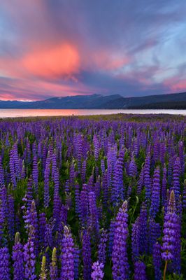 CA - Lake Tahoe Lupine Sunrise.jpg