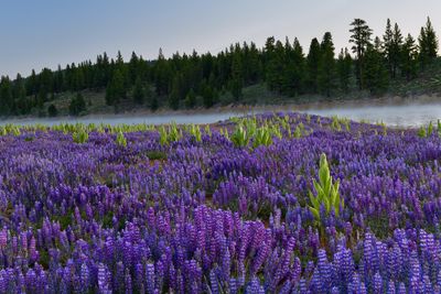 CA - Prosser Reservoir Lupine.jpg