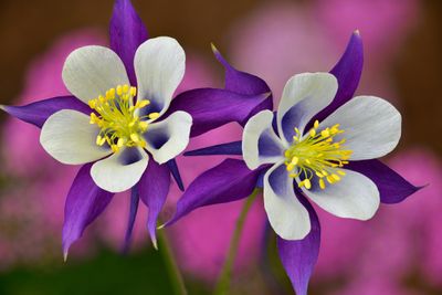 CO - Crested Butte Columbine 1.jpg