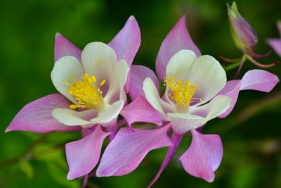 CO - Crested Butte Columbine 2.jpg