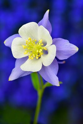 CO - Crested Butte Columbine 3.jpg