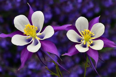 CO - Crested Butte Columbine 4.jpg