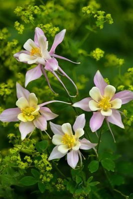 CO - Crested Butte Columbine 5.jpg