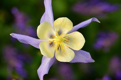 CO - Crested Butte Columbine 6.jpg