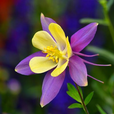CO - Crested Butte Columbine 7.jpg