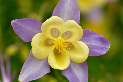 CO - Crested Butte Columbine 8.jpg