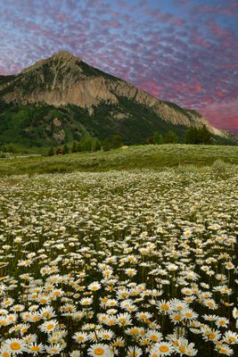 CO - Crested Butte Daisy Sunset.jpg