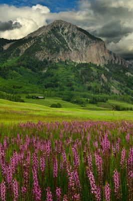 CO - Crested Butte Elephant Ears Wildflowers.jpg