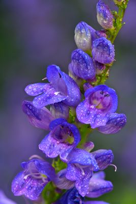 CO - Crested Butte Raindrops on Larkspur.jpg
