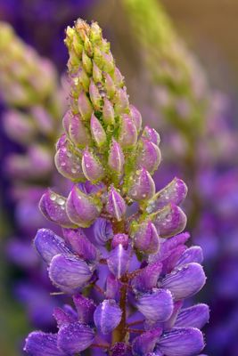 CO - Crested Butte Raindrops on Lupine.jpg
