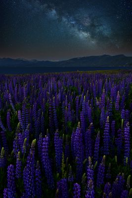 CA - Lake Tahoe Lupine Milkyway.jpg