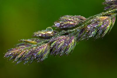 CO - Maroon Bells Grass Dewdrops.jpg