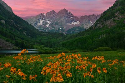 CO - Maroon Bells Sneezeweed Sunrise.jpg